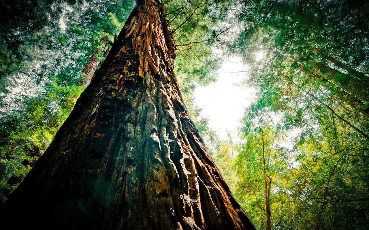 Alimlər atmosferdən CO2 qazını yığa biləcək mexaniki ağaclar  yaradıblar